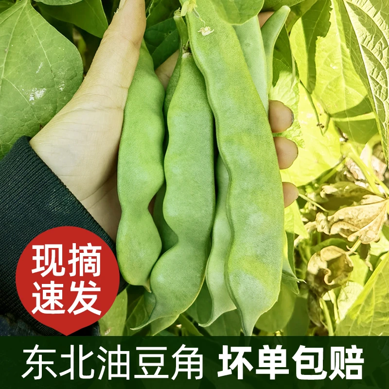 东北油豆角新鲜笨油豆现摘蔬菜一点红九月青开锅烂宽油豆角3-5斤