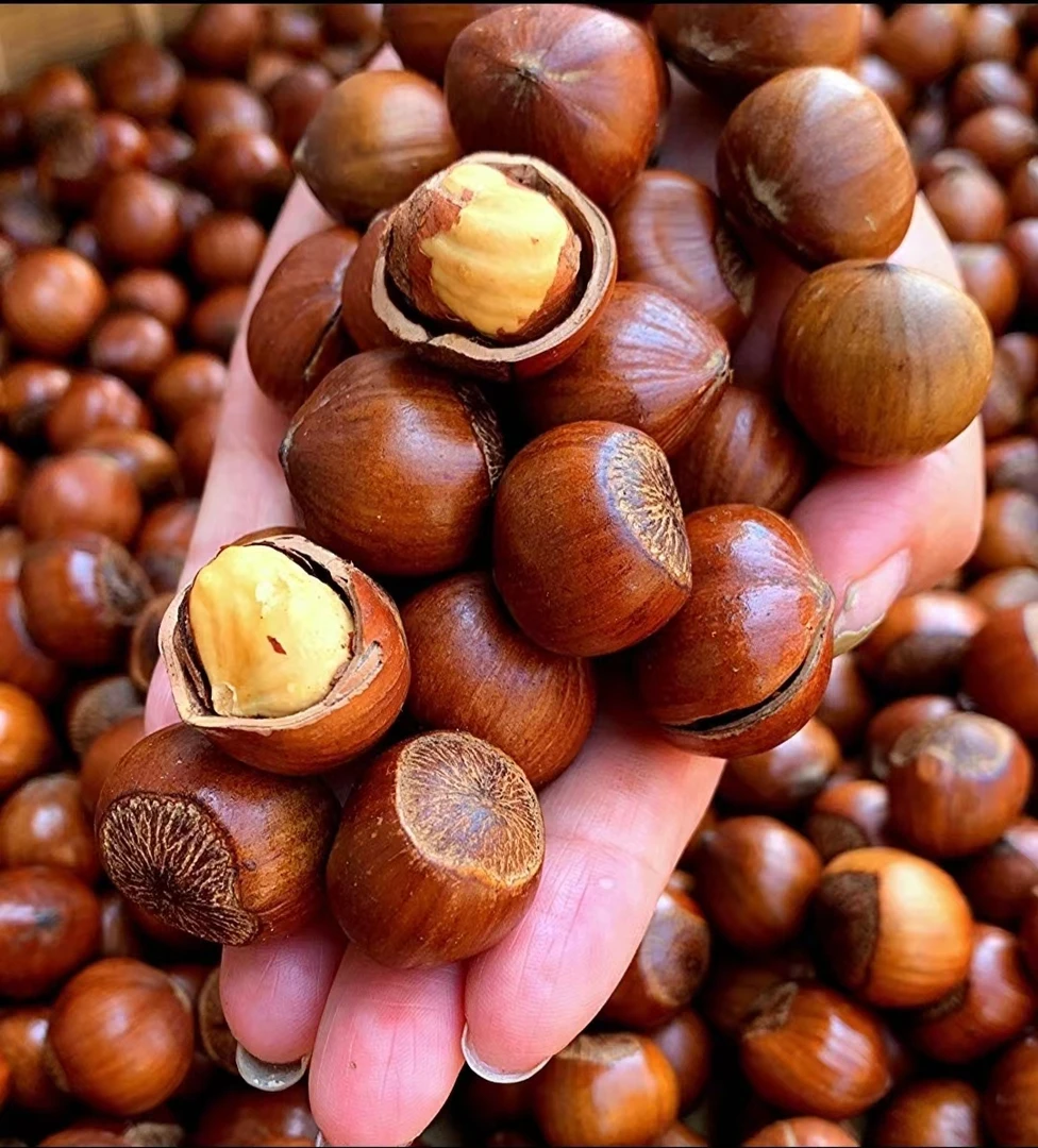 主播精选【东北大果榛子】