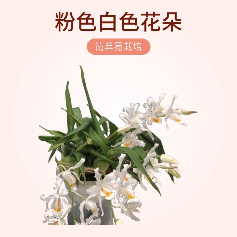 室内绿植风化木绿植