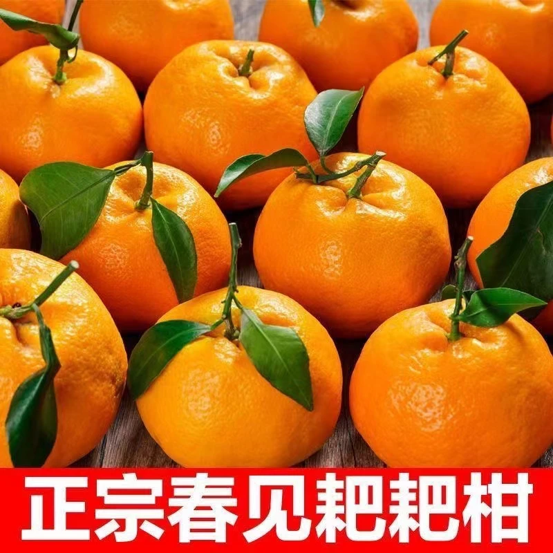 四川春见耙耙柑粑粑柑杷杷丑柑正宗水果新鲜不知当季10斤装火丑橘