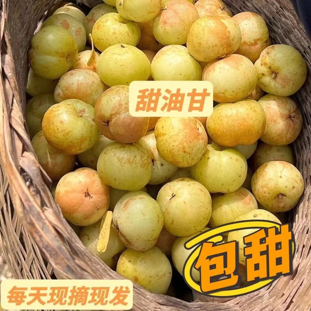 当季油甘果新鲜酸甜果余甘子现摘青油柑果余甘果牛甘果橄榄果包邮