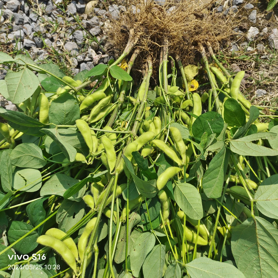 湖南麻阳本地新鲜毛豆