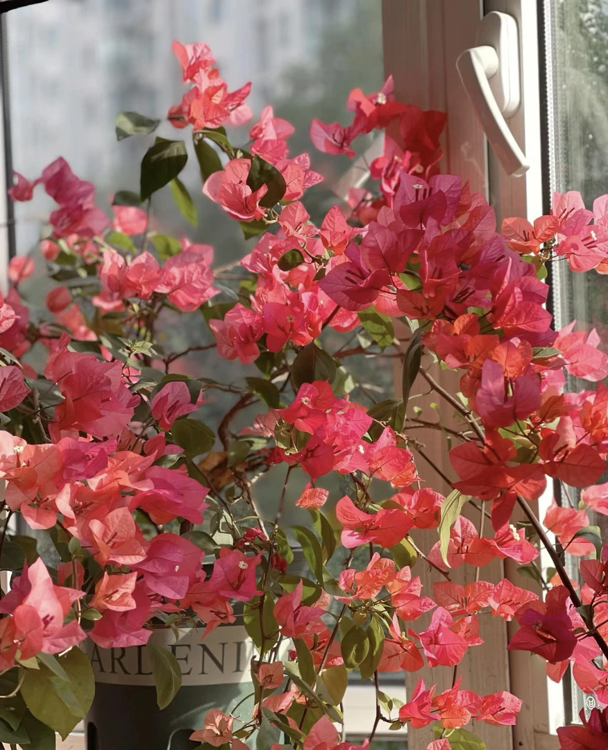 【四季红】四季勤花运输过程中会落花落叶严重会光杆介意慎拍