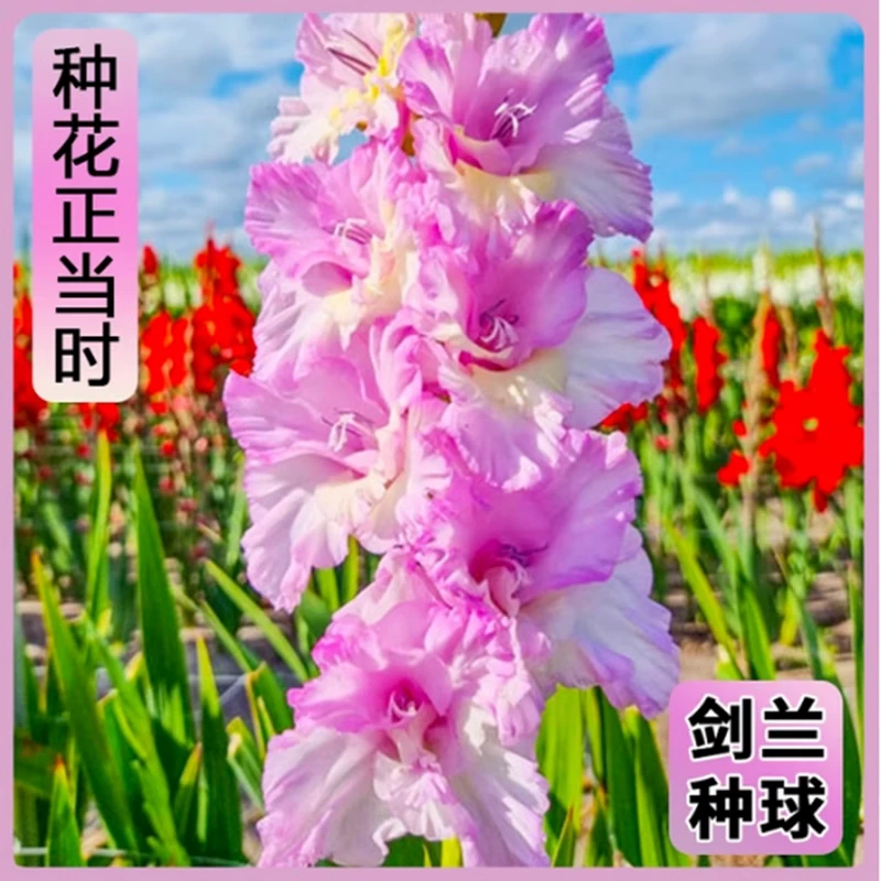 【唐菖蒲】 剑兰荷兰进口种球室内阳台庭院兰花盆栽花卉四季种植