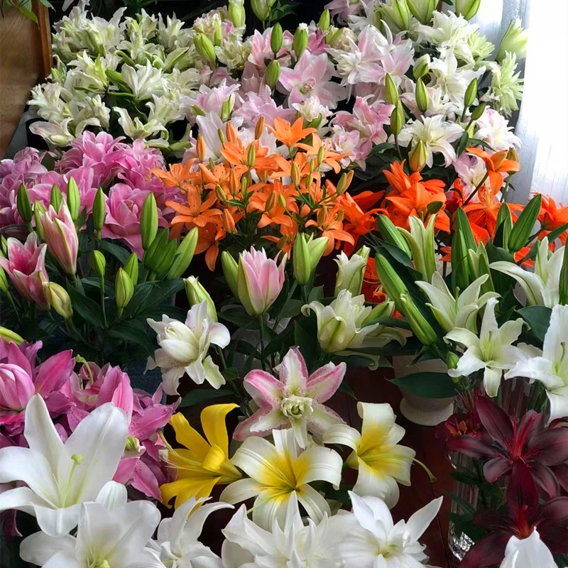 【带盆土栽好】3颗进口香水百合花大种球多年生浓香型四季花卉盆栽