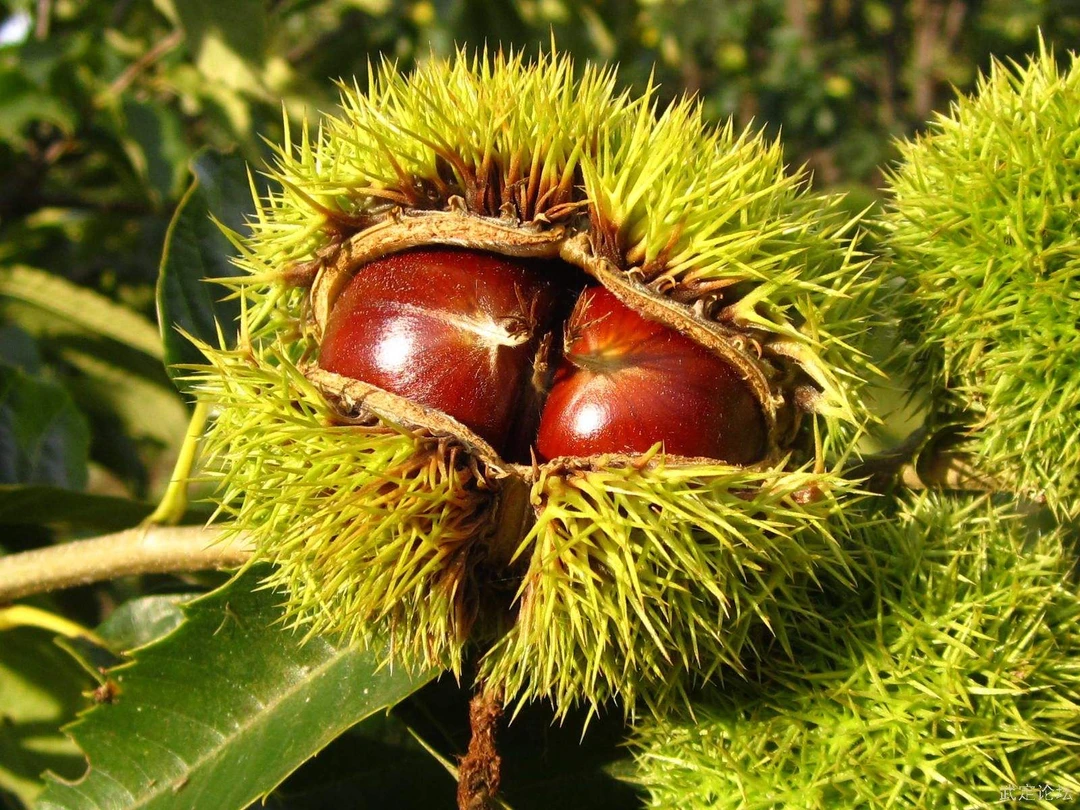 阳山本地板栗香粉甜农家菜2500克只发省内