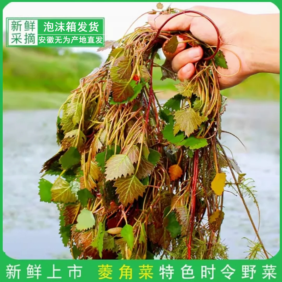 菱角菜安徽特产新鲜打捞野生菱角菜500克/袋农产品新鲜蔬菜包邮