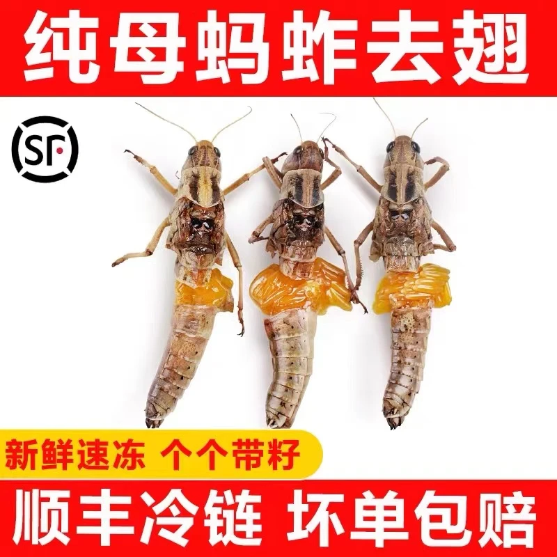 新鲜鲜活速冻蚂蚱美食蝗虫东亚飞煌食用昆虫活体冻蚱蜢
