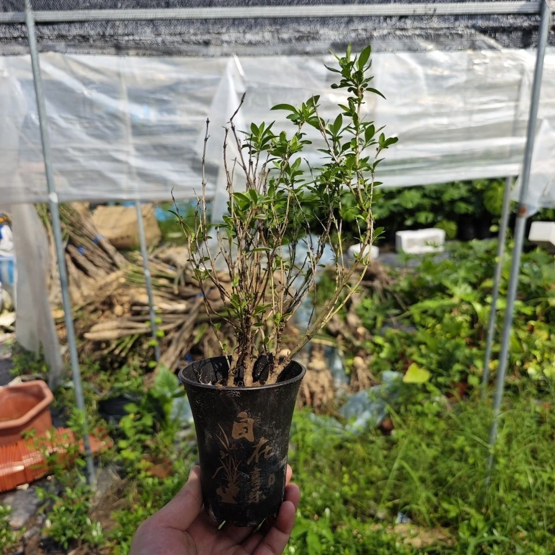 小六月雪没叶子/带喜乐盆/喜阳喜水的植物/土壤要保持湿润/三盆