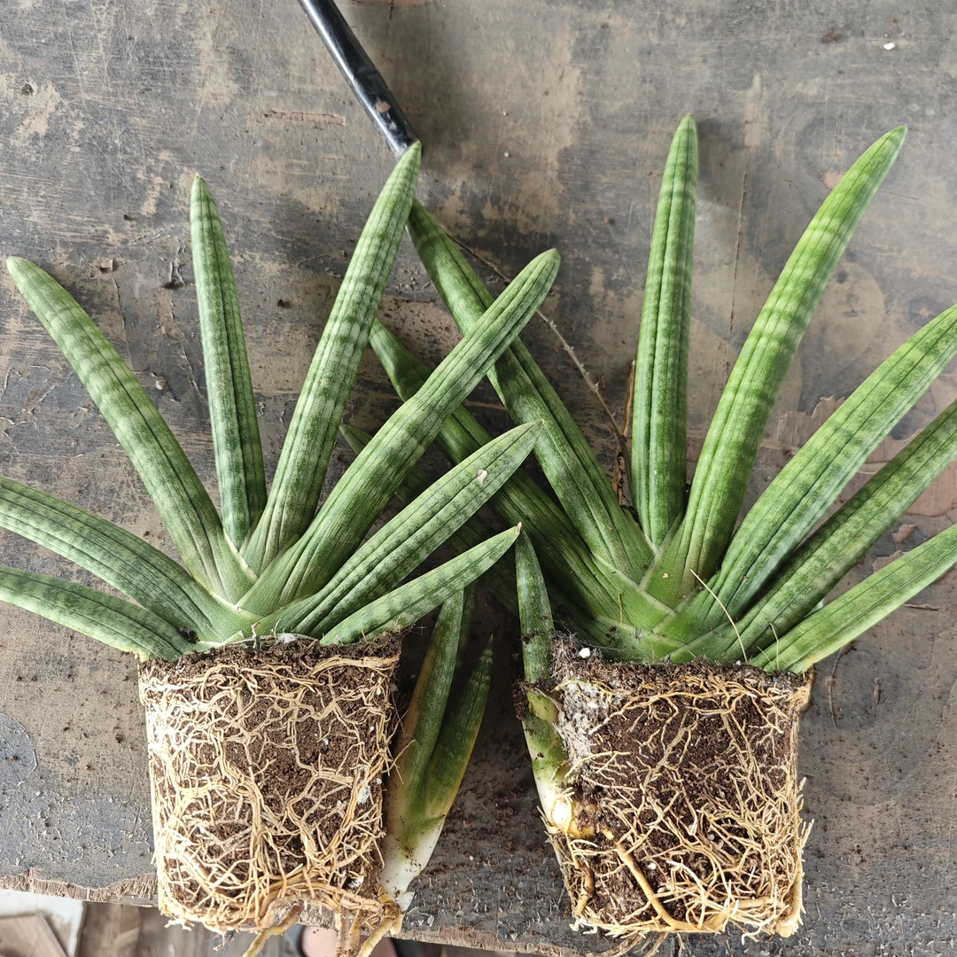 3颗/大佛手虎皮兰裸根发货/断枝叶不赔/5个手指起发货/直播间下单