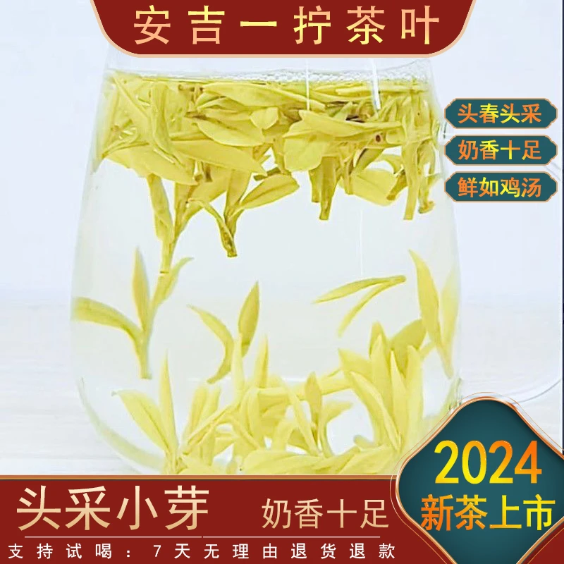 〖头春头采〗K1  898奶香黄金芽大批量链接