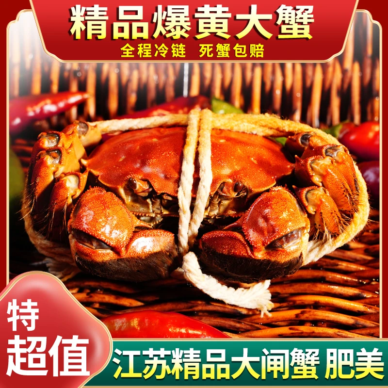 【精品2.5两母蟹】甄选全母蟹鲜活饱满大闸蟹精挑红膏冷链现捞现发