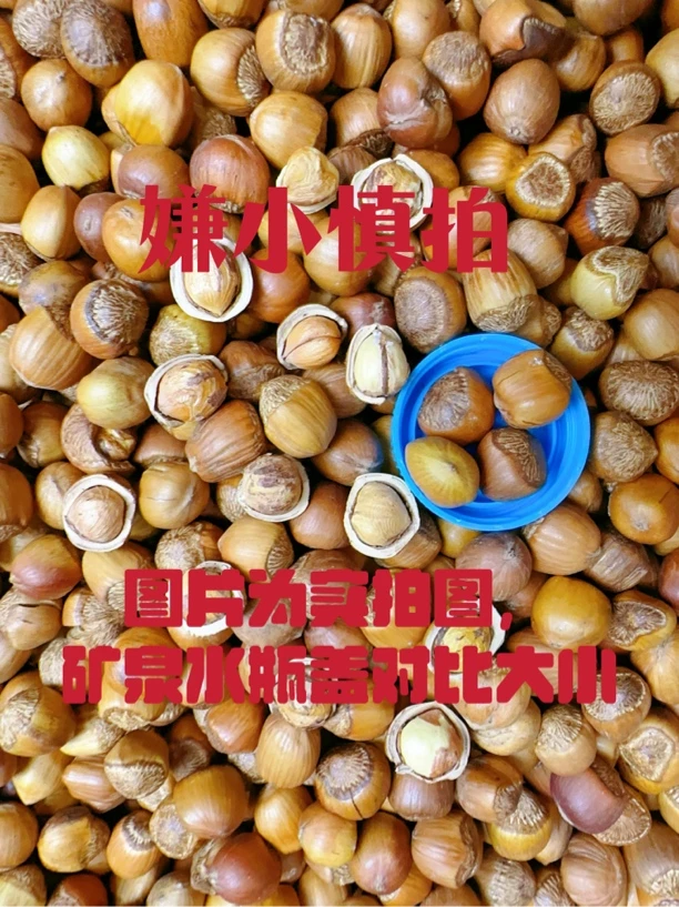 （5斤）手拍野山榛子小粒（熟）送小包试吃，百分之95左右成仁率