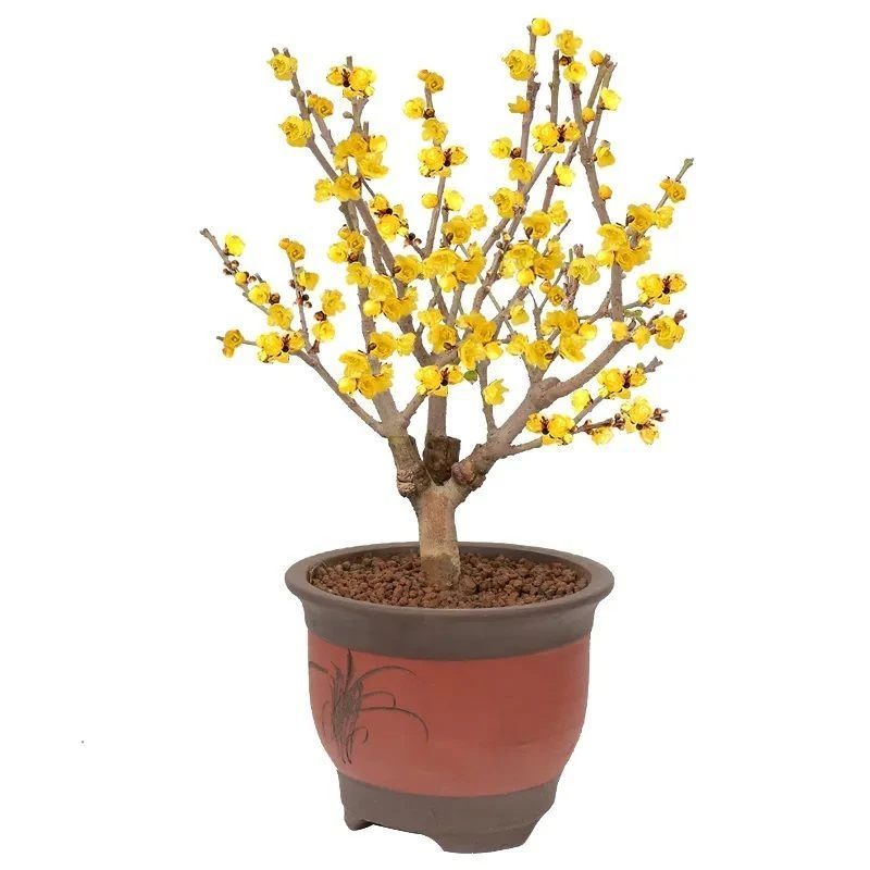 腊梅扦插嫁接素心腊梅冬季开花南方北方种植盆栽盆景花卉梅花