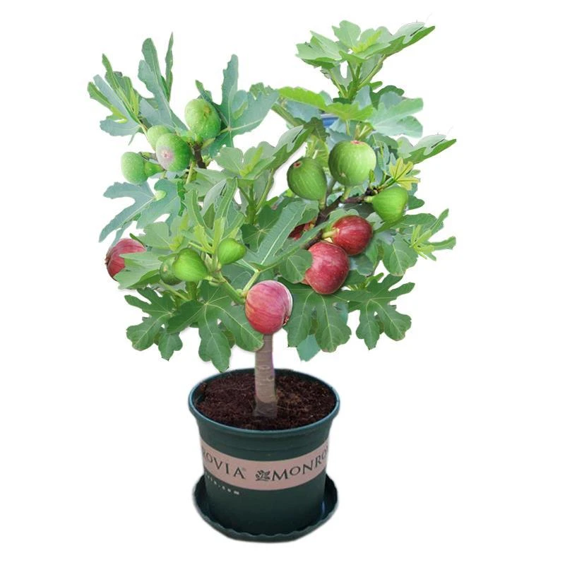 直播专用绿植盆栽带花苞春季栽培植物精品盆栽绿植南方北方种植