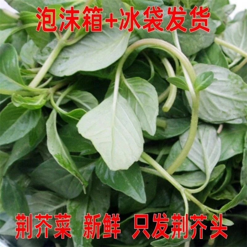 荆芥菜荆芥头不带根新鲜河南阜阳食用大叶应季蔬菜荆菜土特产