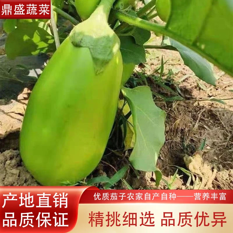 新鲜河南特产现摘生吃大茄子新鲜绿茄子青皮蔬菜新鲜当季