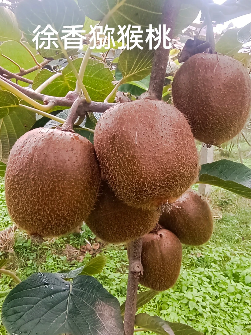 周至徐香猕猴桃绿心桃5斤9斤奇异果农直销产地直发陕西安