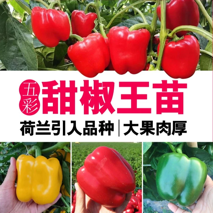 四季春秋红黄绿五彩甜椒秧苗辣椒高产方椒种籽阳台盆地栽庭院蔬菜