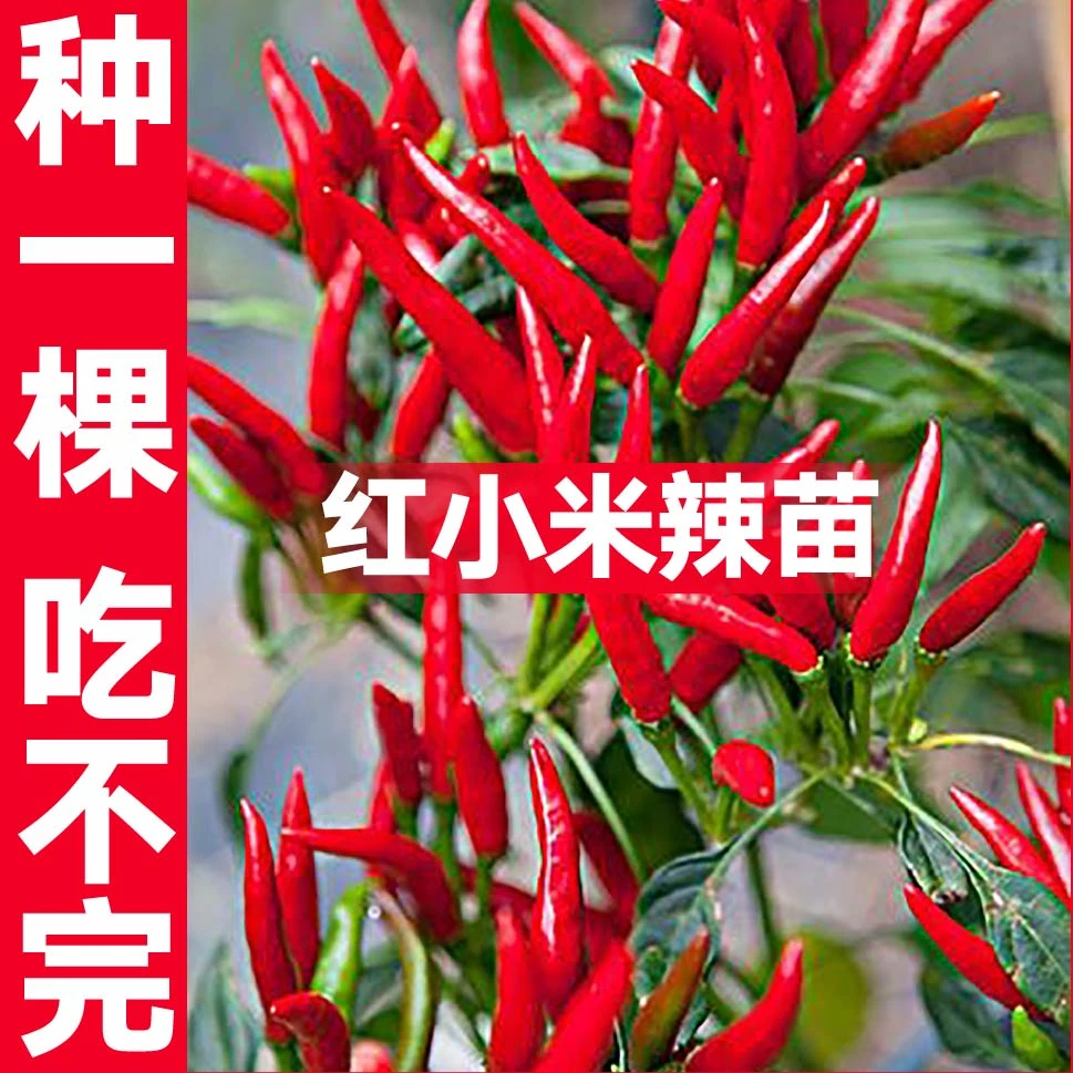 山东寿光特辣红小米辣苗秧带土球白玉小米辣朝天椒美人椒辣椒种子