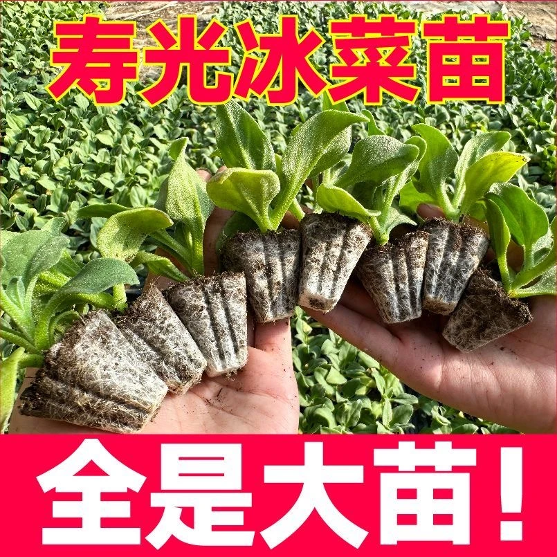 都是大苗山东寿光水晶冰菜大苗秧苗水晶冰草阳台盆栽四季种植穴盘
