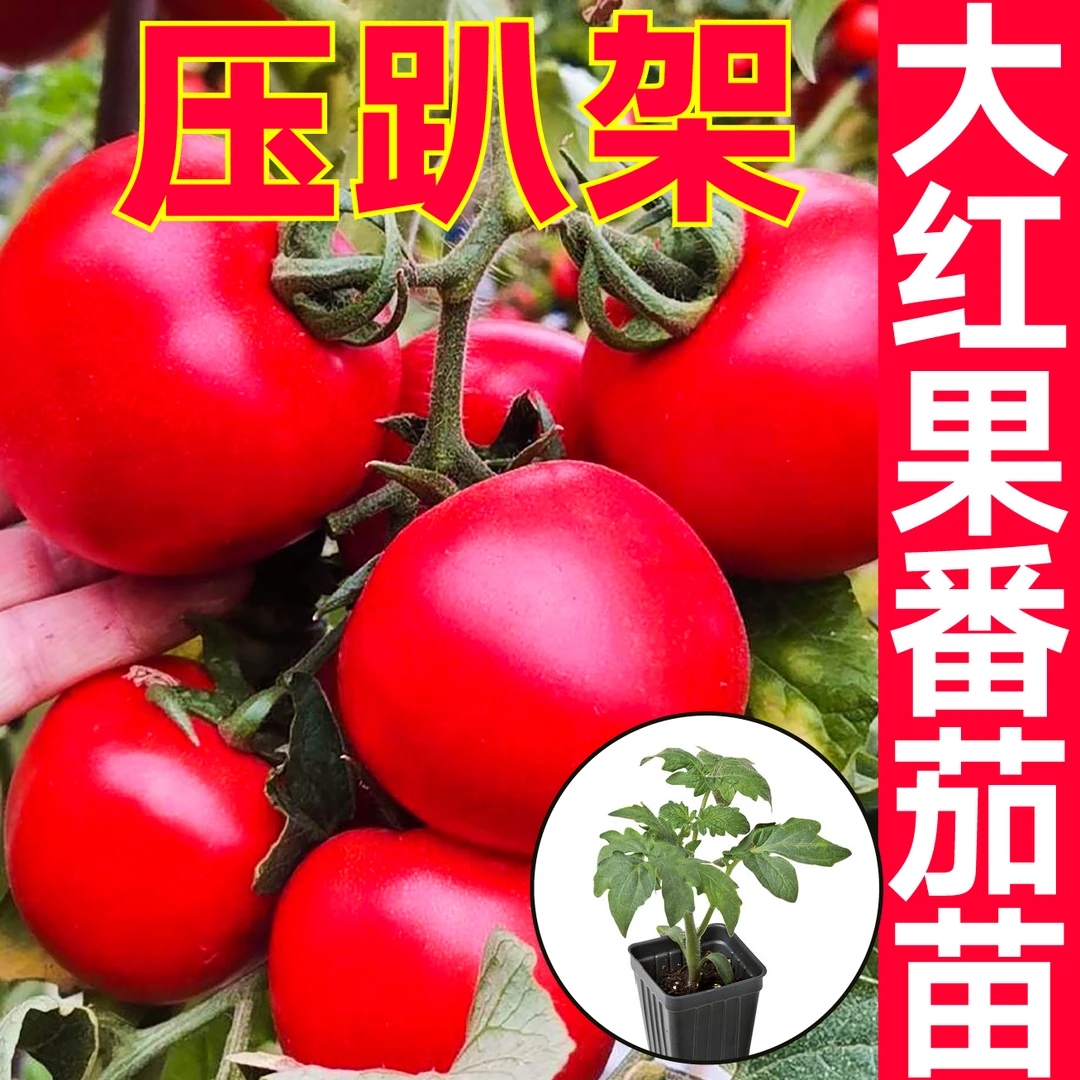 压趴架红果番茄秧苗大红硬果西红柿春秋四季盆栽高产大红柿子壮苗
