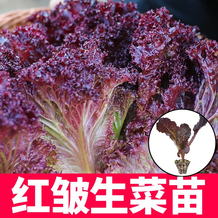 寿光红皱生菜苗秧带土球红绿生菜紫罗莎大速生紫罗马生菜盆栽阳台