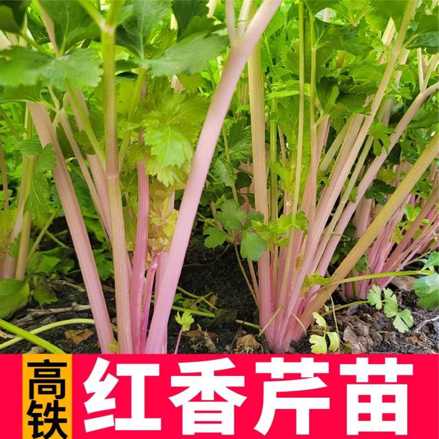红芹菜秧苗含铁量超高西芹根芹红梗芹菜四季阳台盆栽高产蔬菜种植