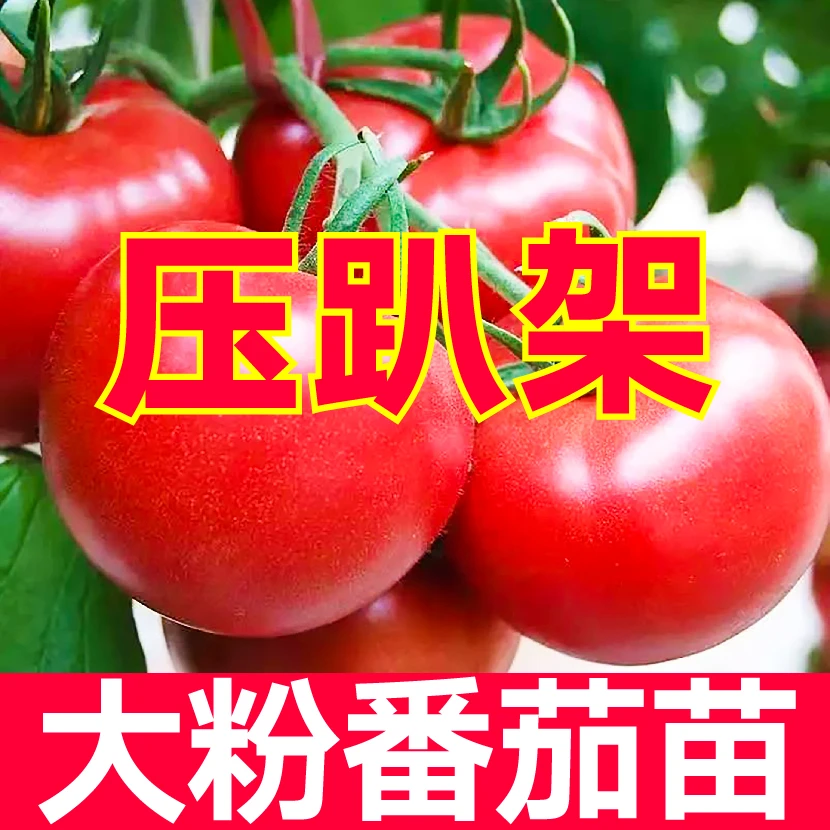 沙瓤很甜压趴架大粉番茄秧苗高产粉冠西红柿圣女果四季盆栽带土球