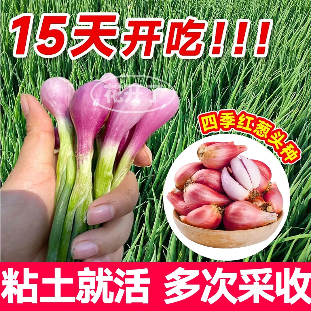 正宗四川农家四季小香葱四季蔬菜种苗大全新鲜食用香葱火葱红葱头