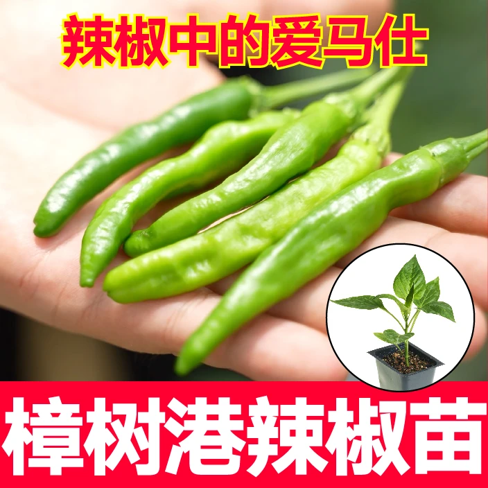湖南樟树港辣椒苗秧带土球香嫩尖椒结果多南北方种植四季盆栽阳台