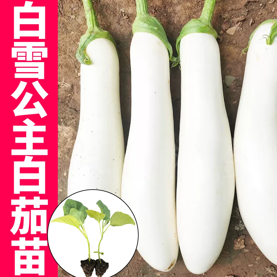 高产白雪公主白茄苗秧黑紫红色长圆茄杭青绿嫁接茄子四季盆栽壮苗