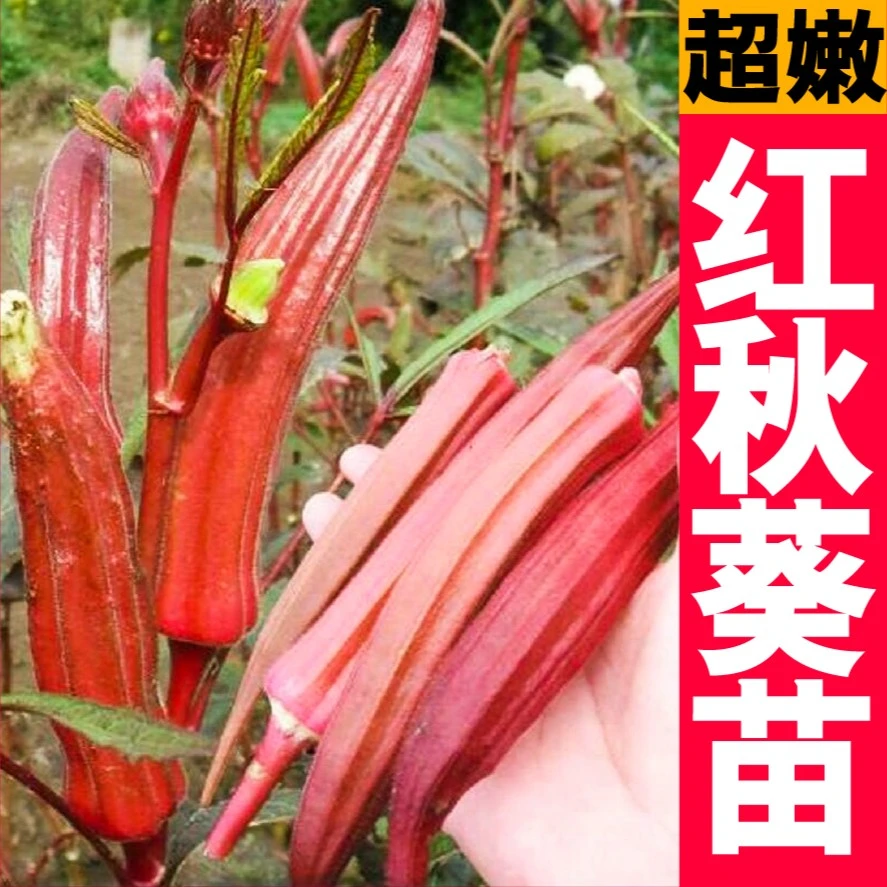 四季超嫩红秋葵秧苗带土球红黄绿水果秋葵阳台盆栽庭院蔬菜苗食用