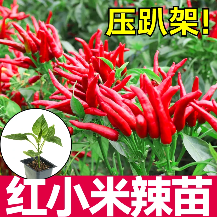 寿光正宗红小米辣秧苗带土球白小米辣野山椒四季盆栽朝天椒苗四季