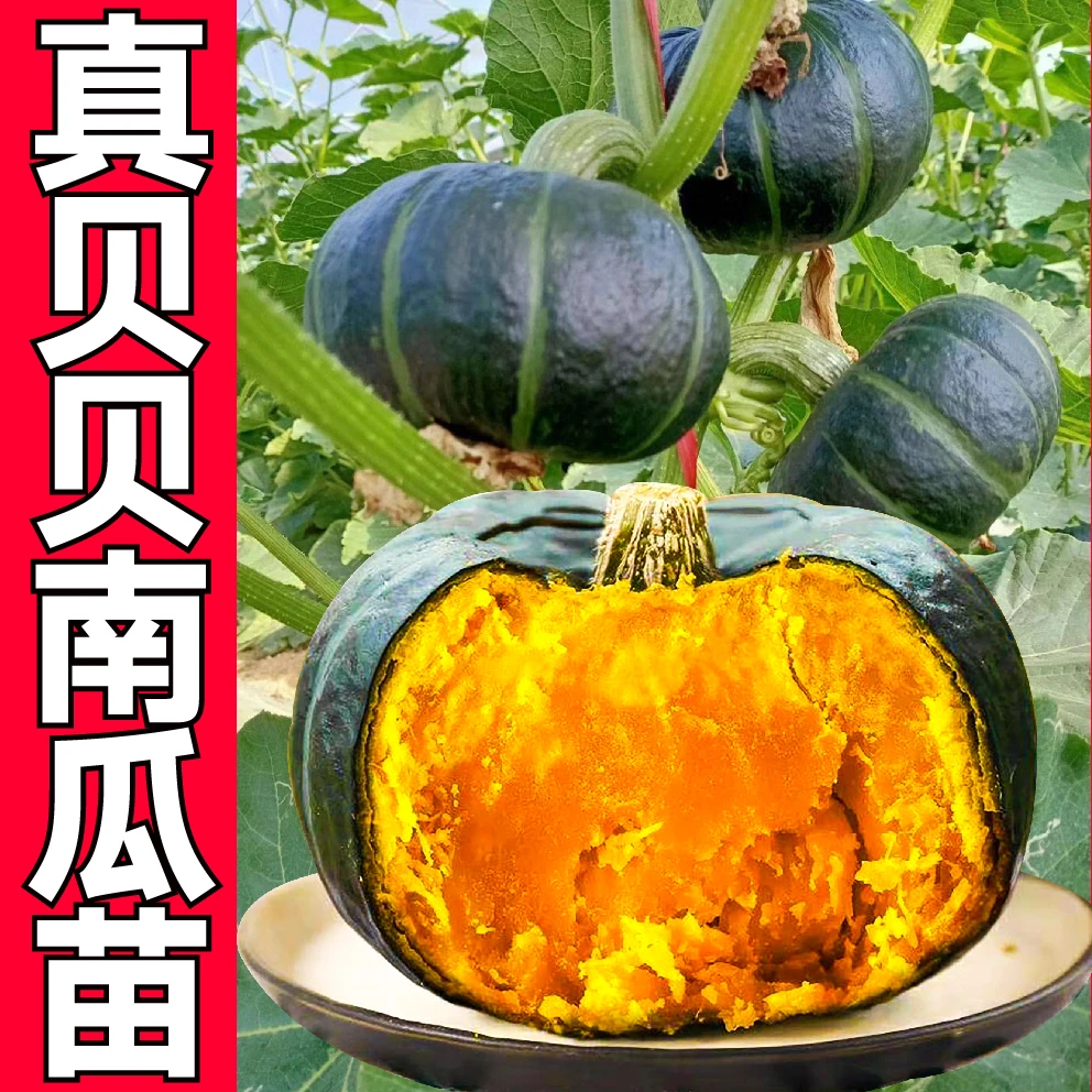 真贝贝南瓜秧苗带土球迷你绿贝贝黄贝贝红栗小南瓜春秋四季穴盘苗