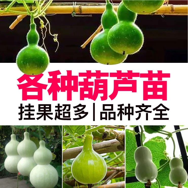 寿光各种葫芦苗秧大小压腰宝葫芦春秋四季庭院盆栽观赏食用穴盘苗