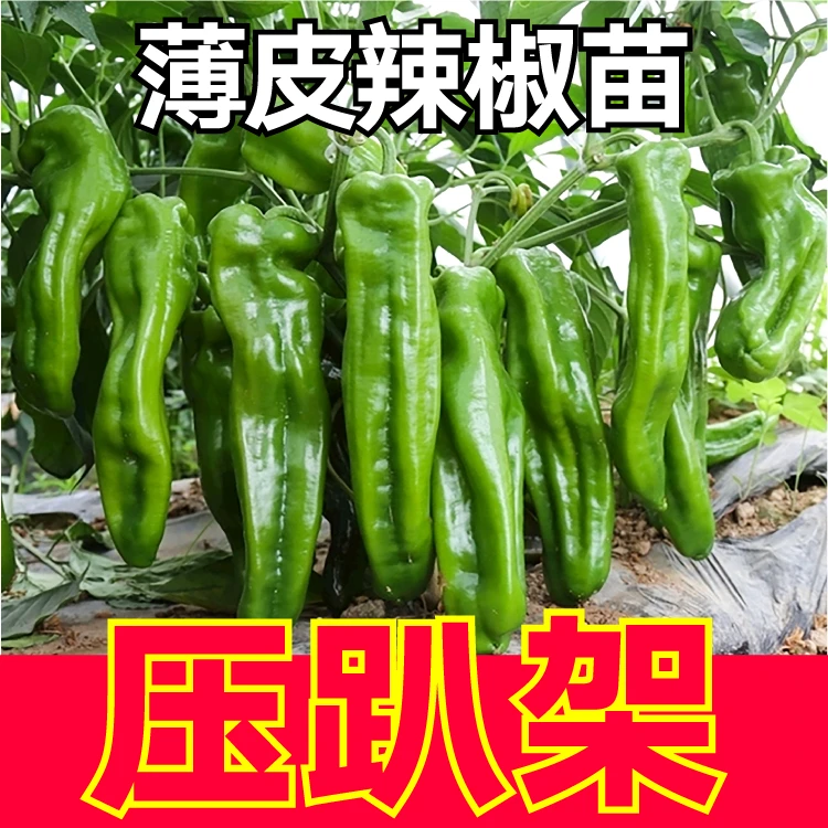 薄皮辣椒秧苗压趴架青椒四季阳台盆栽春秋蔬菜种苗线椒杭椒穴盘苗