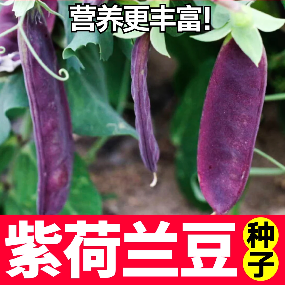 营养更丰富紫荷兰豆种子绿豆荚籽四季盆栽阳台高产易种特色豌豆籽