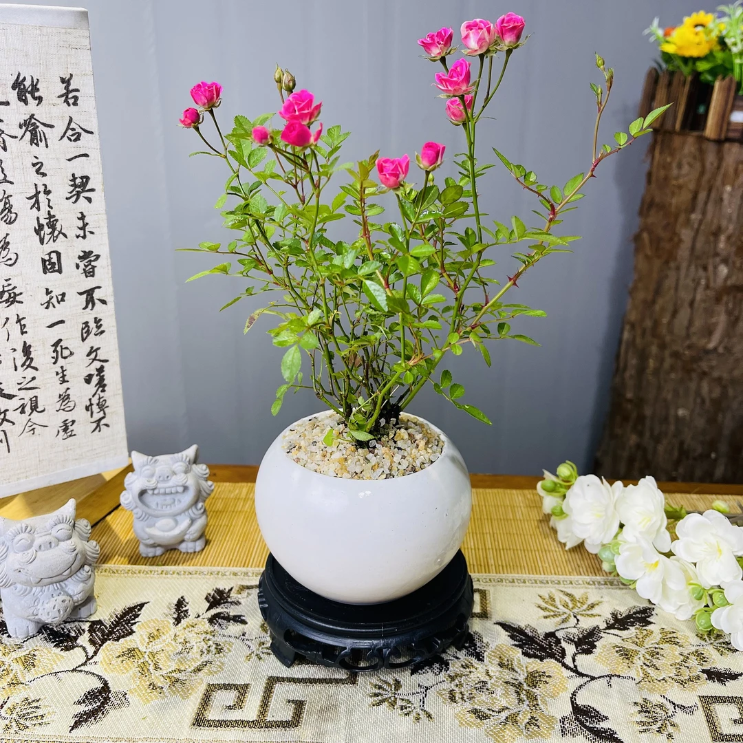 超微月季粉色带花苞姬月季姬惠须茶桌办公室内阳台好养开花绿植物