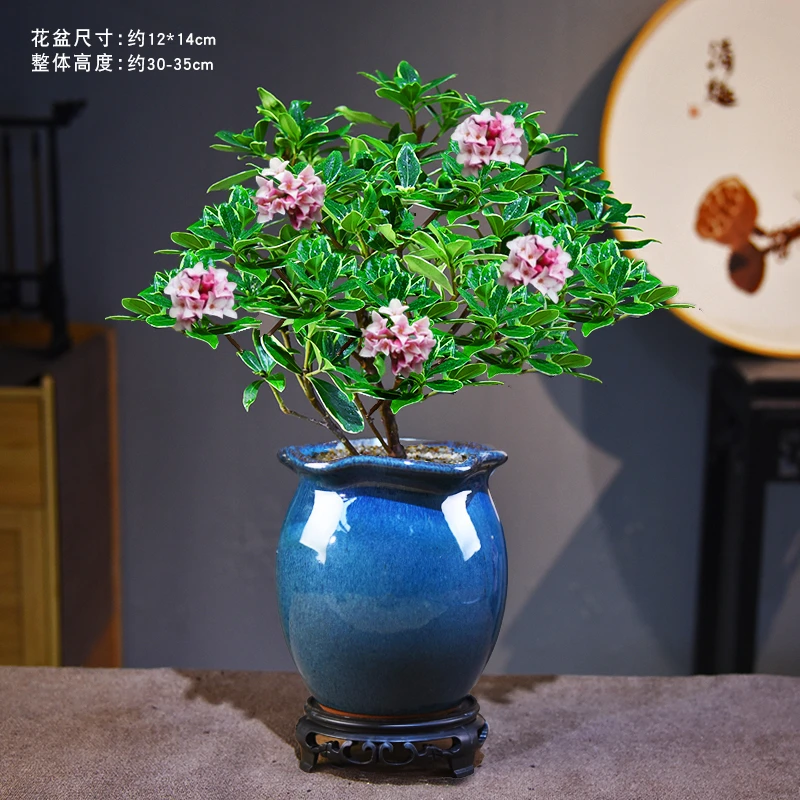 金边瑞香花鲜活室内好养开花卉绿植物盆栽盆景客厅办公茶桌面自然