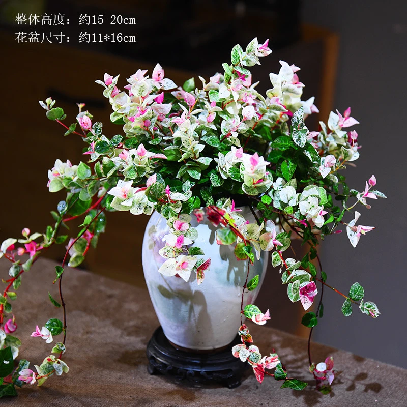 意境花叶络石鲜活室内四季好养花卉绿植盆栽盆景客厅桌面自然绿植