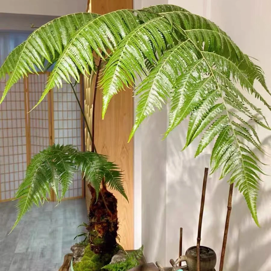 海岛宝塔蕨海南蕨高端盆景绿植好养易活.....