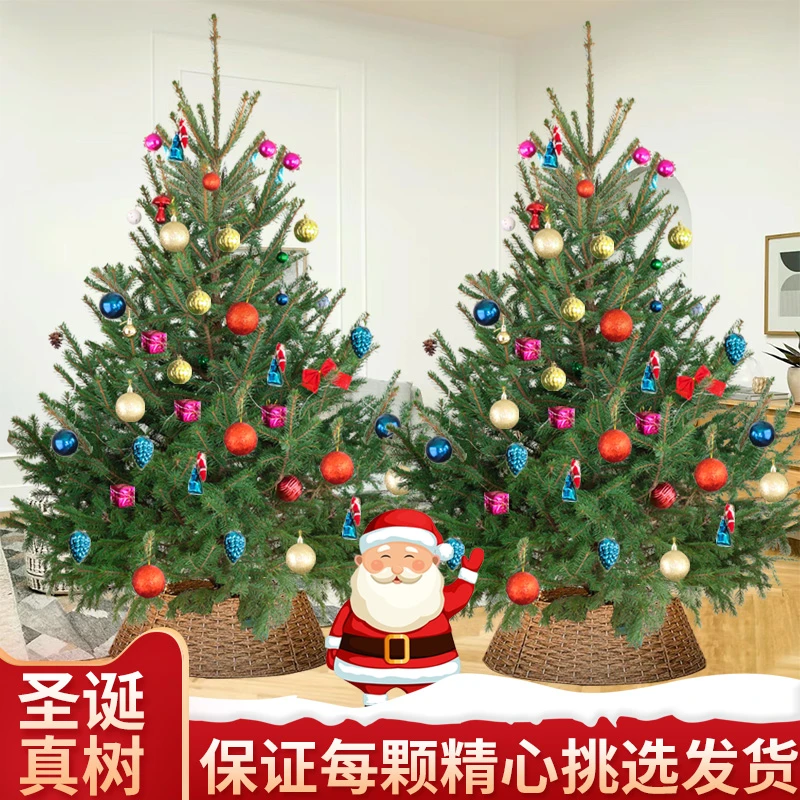 真的圣诞树盆栽真树活的挪威云杉真正的诺贝松真树松树圣诞节绿植