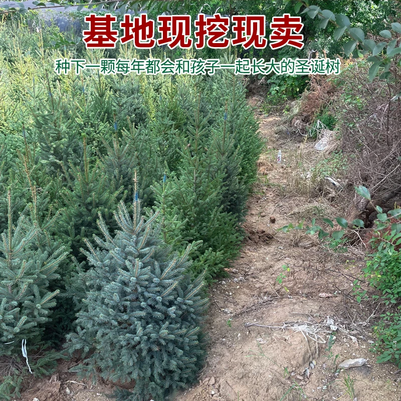 2024新款真的圣诞树盆栽真树活的挪威云杉诺贝松真树松树圣诞绿植