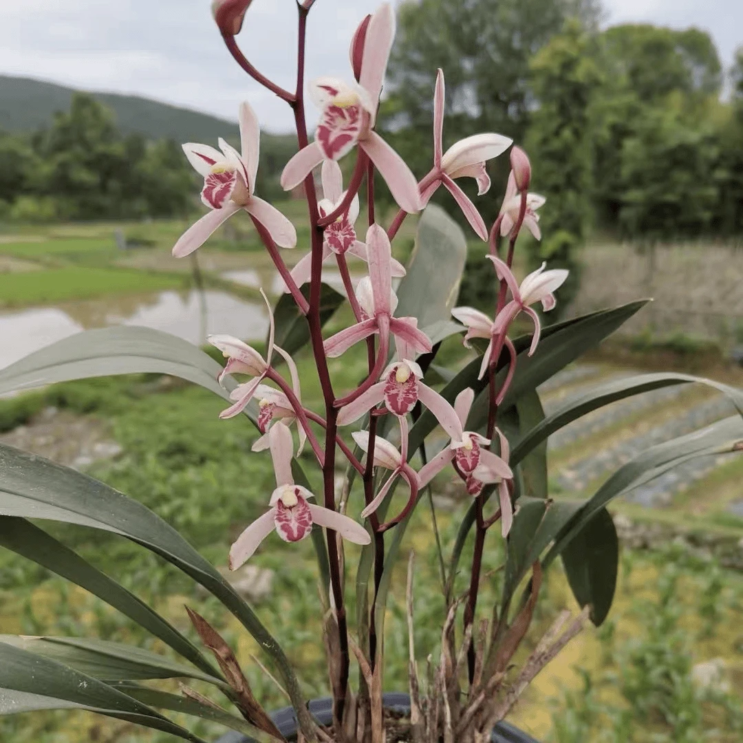 磨砂兔耳兰好养花苗精品室内外微盆栽磨砂兔高档绿植大盆栽吊兰