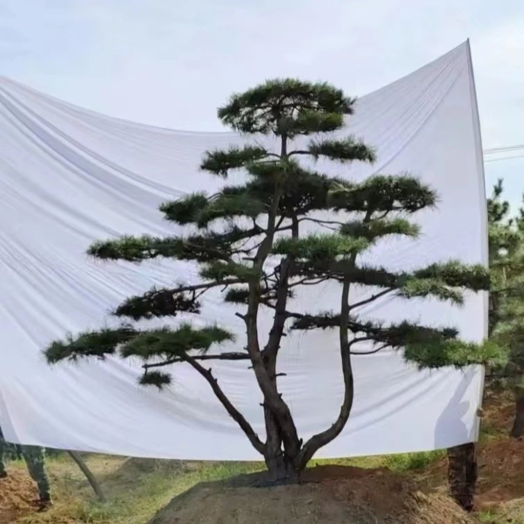 造型观景迎客松别墅庭院绿化园林四季常青