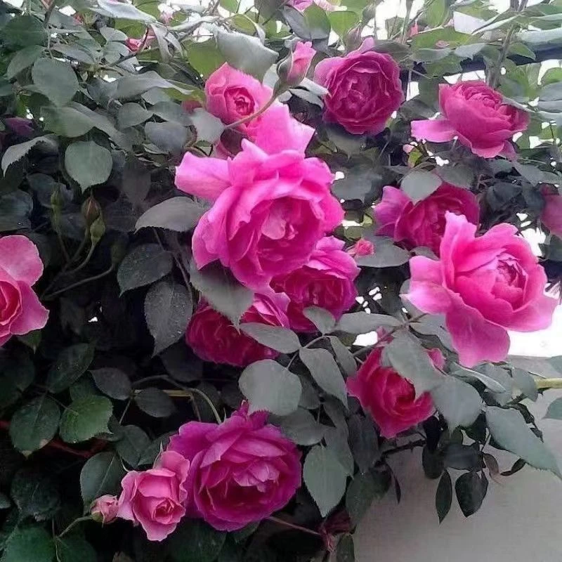 大U行大花爬藤月季月季花阳台庭院别墅盆栽地栽拱门花墙爬墙直播