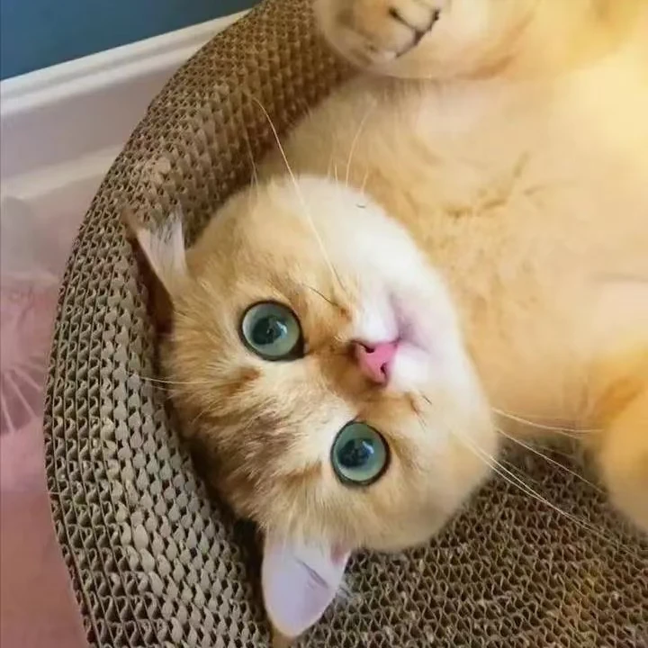 蓝氏猫咪主食餐盒