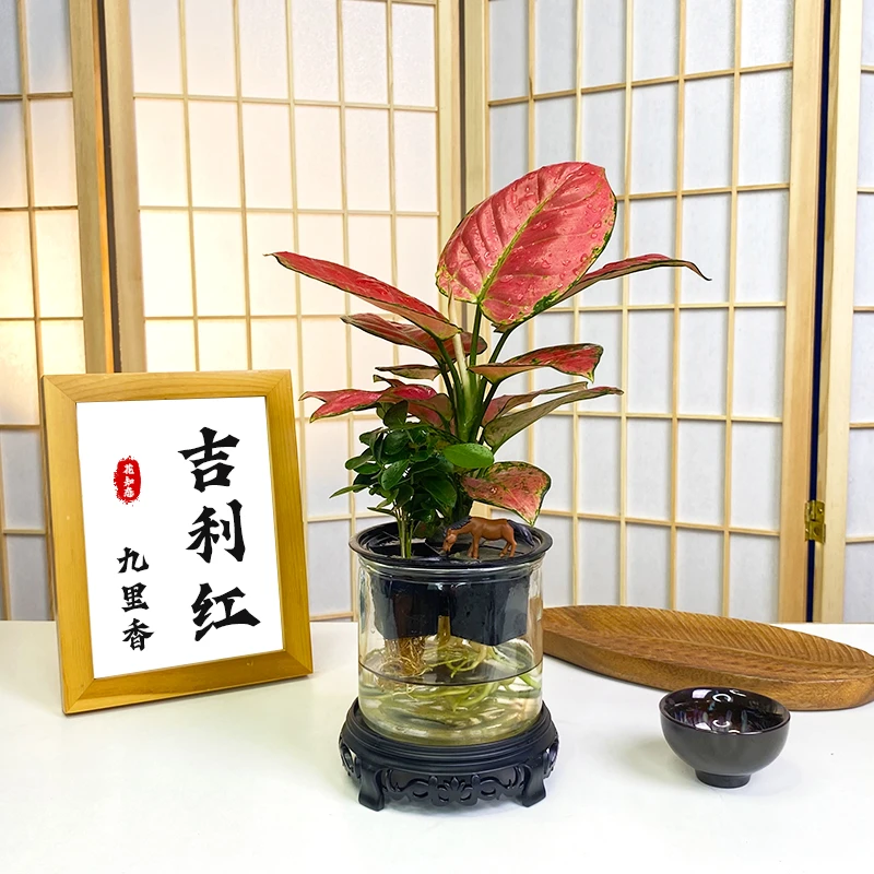 水培吉利红九里香花卉组合玻璃瓶带底座好养易活简单绿植物盆栽