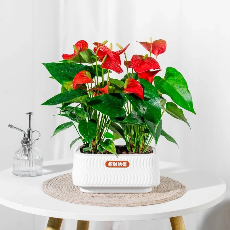 【红掌】好养植物四季开花室内好养护办公桌面红色植物美化